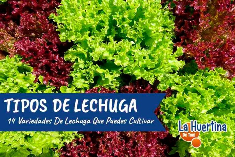 tipos de lechuga