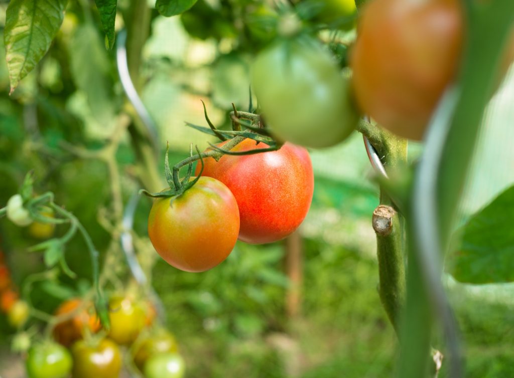 tomato companion plants