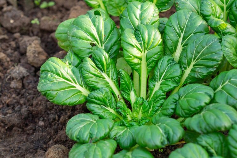 cultivo de lechuga tatsoi