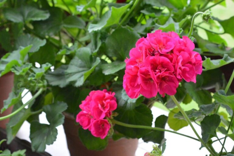 Los geranios son plantas muy queridas
