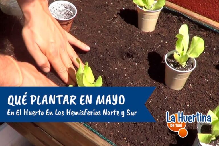 que plantar en mayo