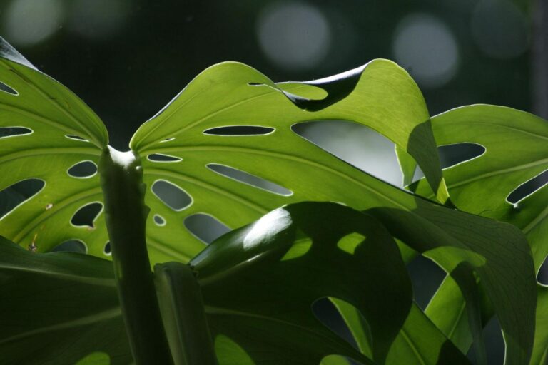 poda monstera