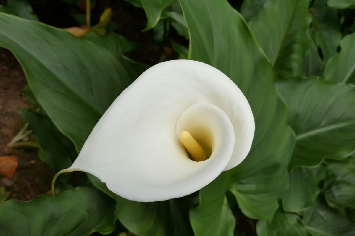 calla lilies bloom in spring