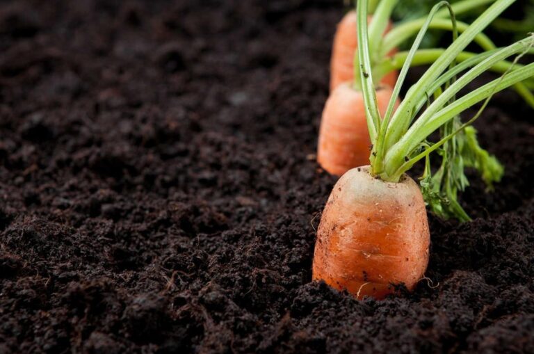 siembra de zanahorias