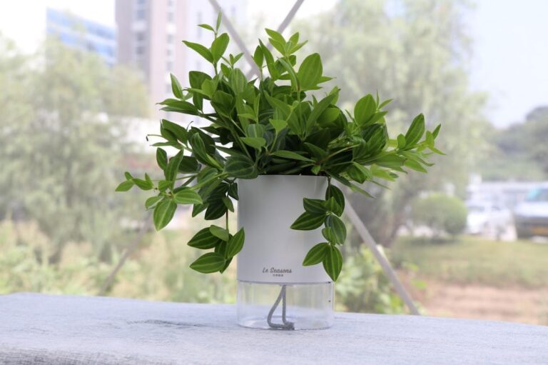 Las plantas de interior se han de regar de vez en cuando