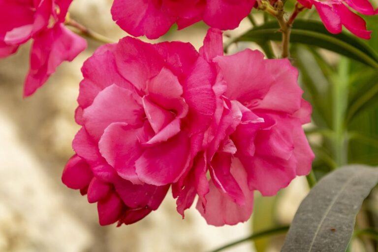Una de las flores t&iacute;picas de Espa&ntilde;a es el clavel