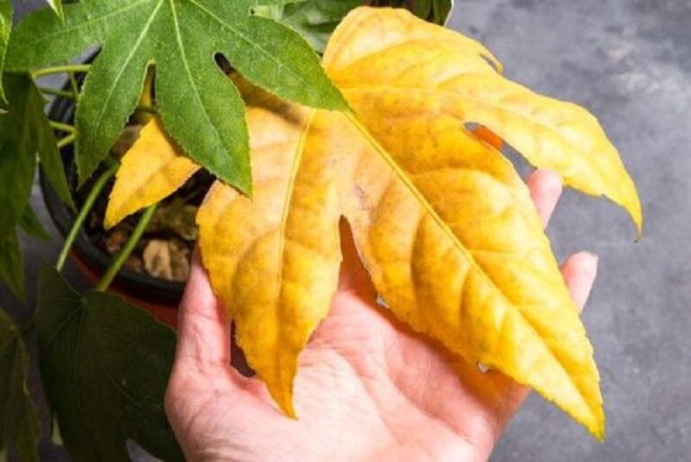 Why are my Aralia leaves turning yellow?  (Quick Confirmation Tips) – ISPUZZLE