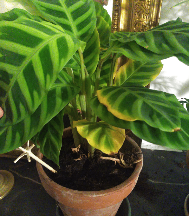 Why are my Calathea leaves turning yellow?  - A PUZZLE