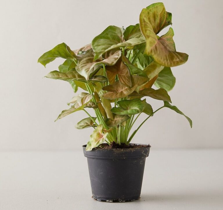 Why are my arrowhead leaves turning brown?  - A PUZZLE
