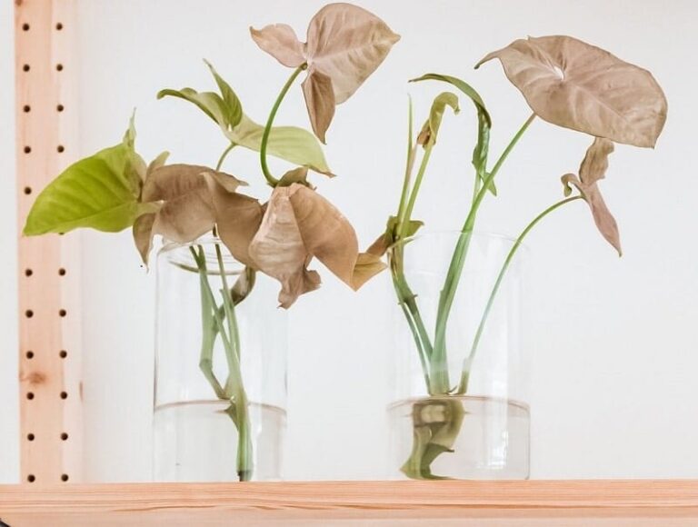 Why are the leaves of my arrowhead plants curling?  - A PUZZLE