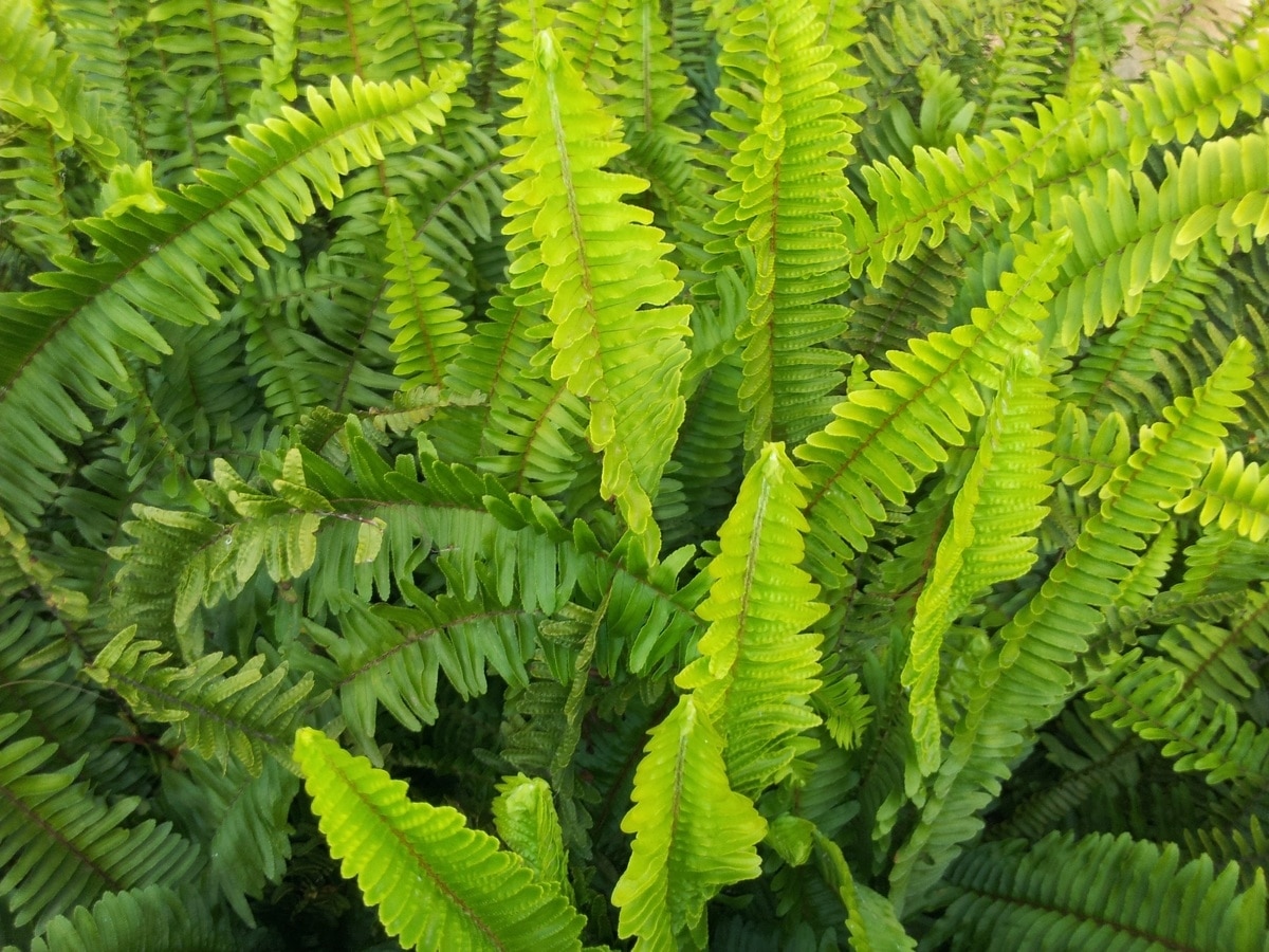 Ferns can have brown leaves