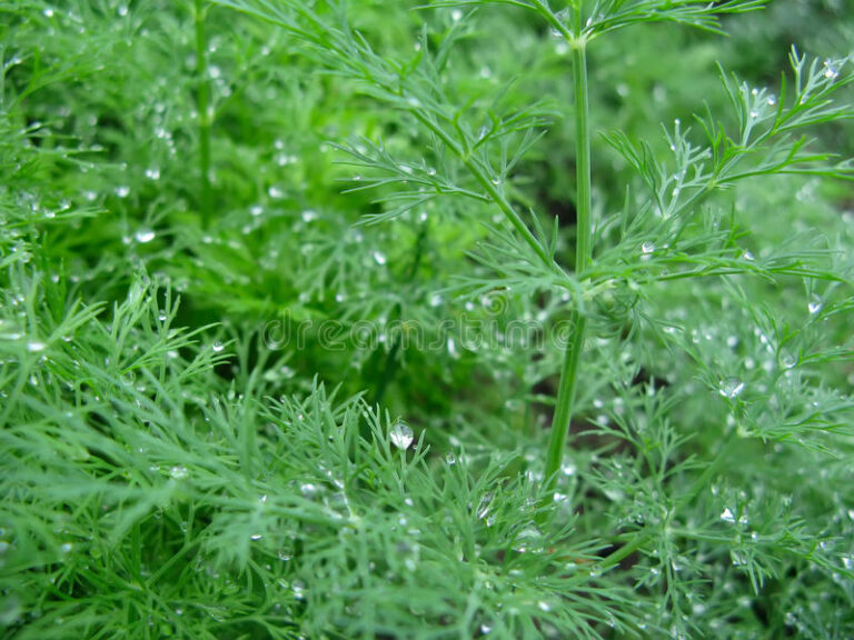 dill