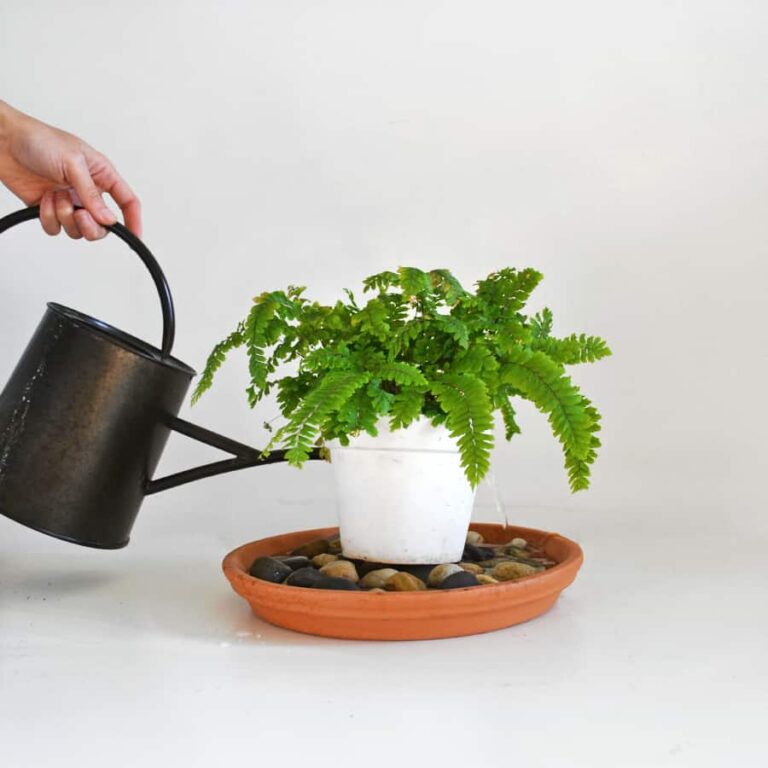 Pebble trays for indoor plants.