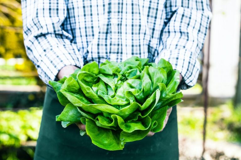 salad