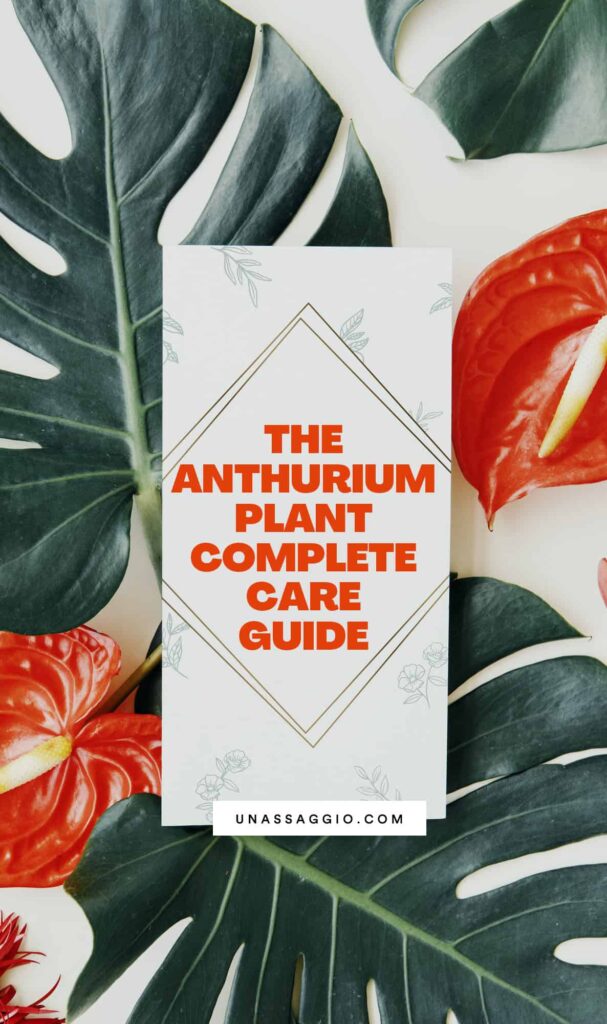 Anthurium Propagation and Care Guide.