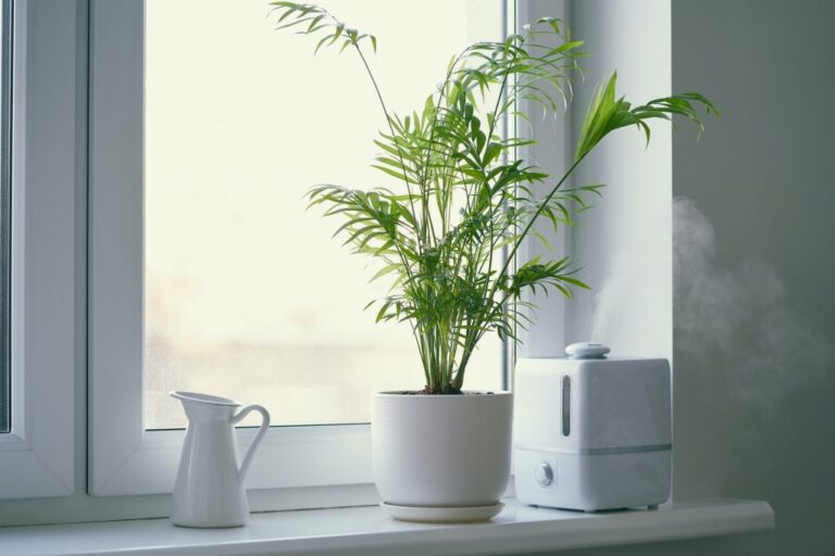 Humidifier and Chamaedorea flower in pot on the window.  Increased humidity in the room.
