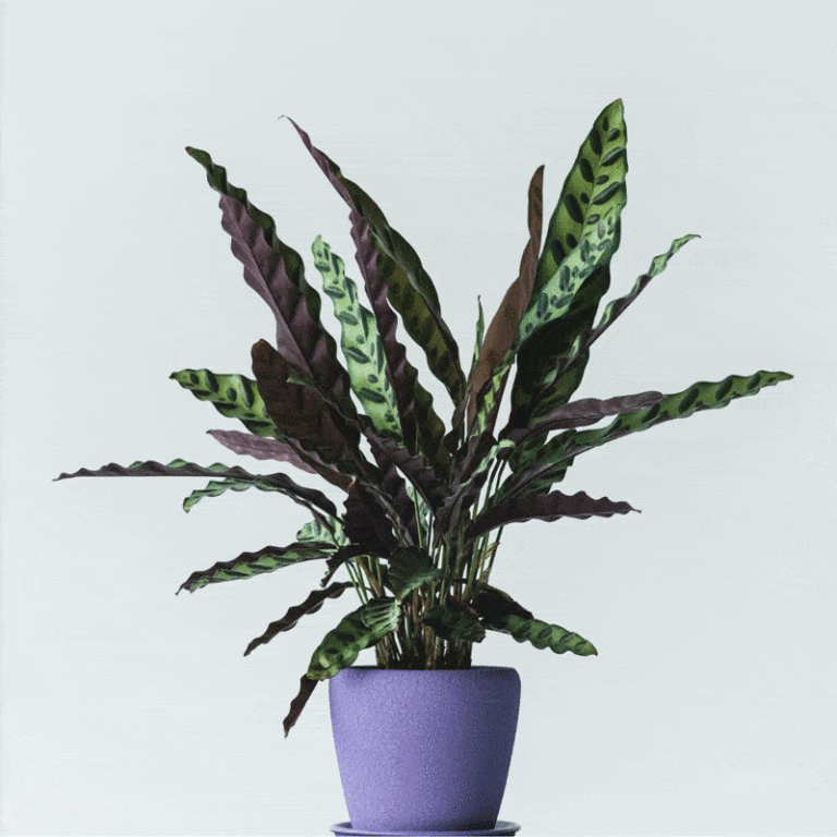 the complete grow and care guide – ISPUZZLE