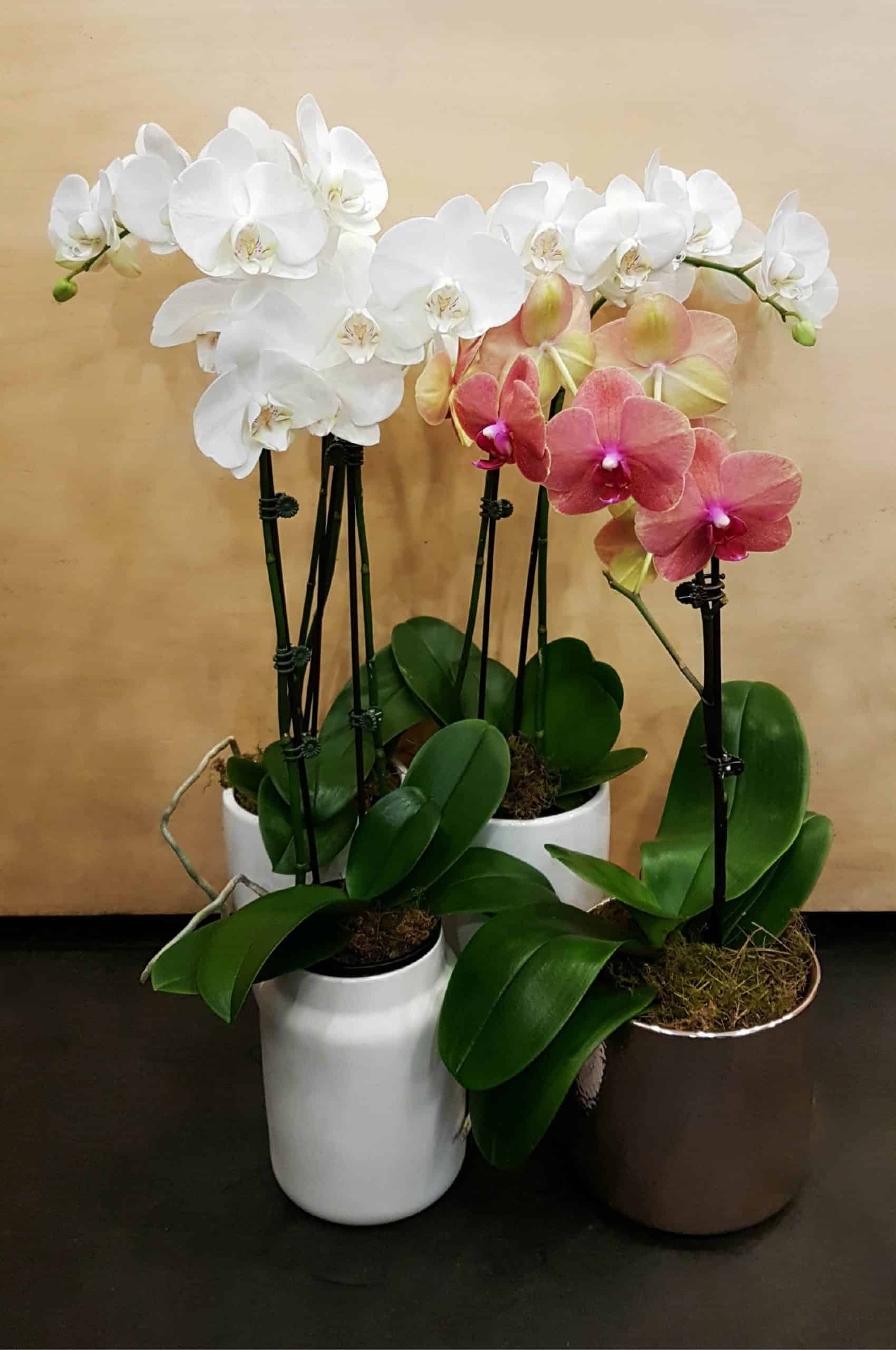 Requirements for Phalaenopsis orchids