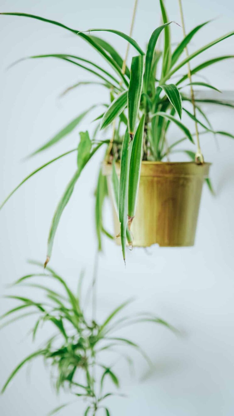 Spider Plant Care Guide