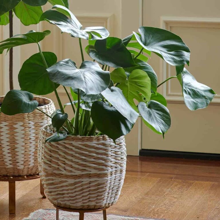 philodendron plant