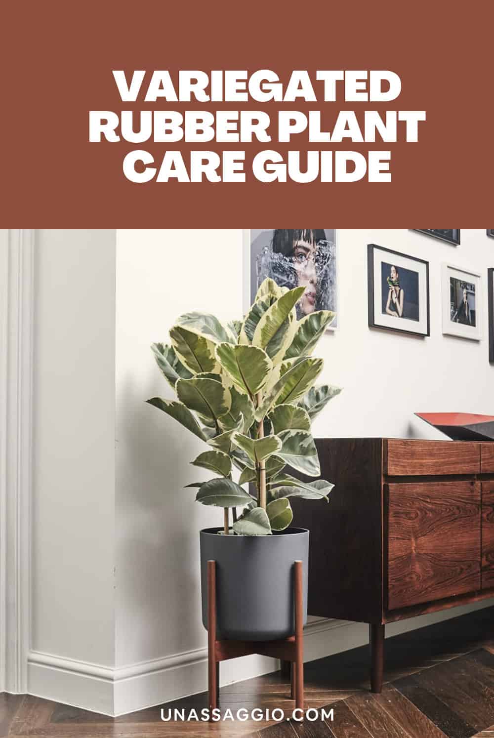 marbled rubber tree CARE GUIDE