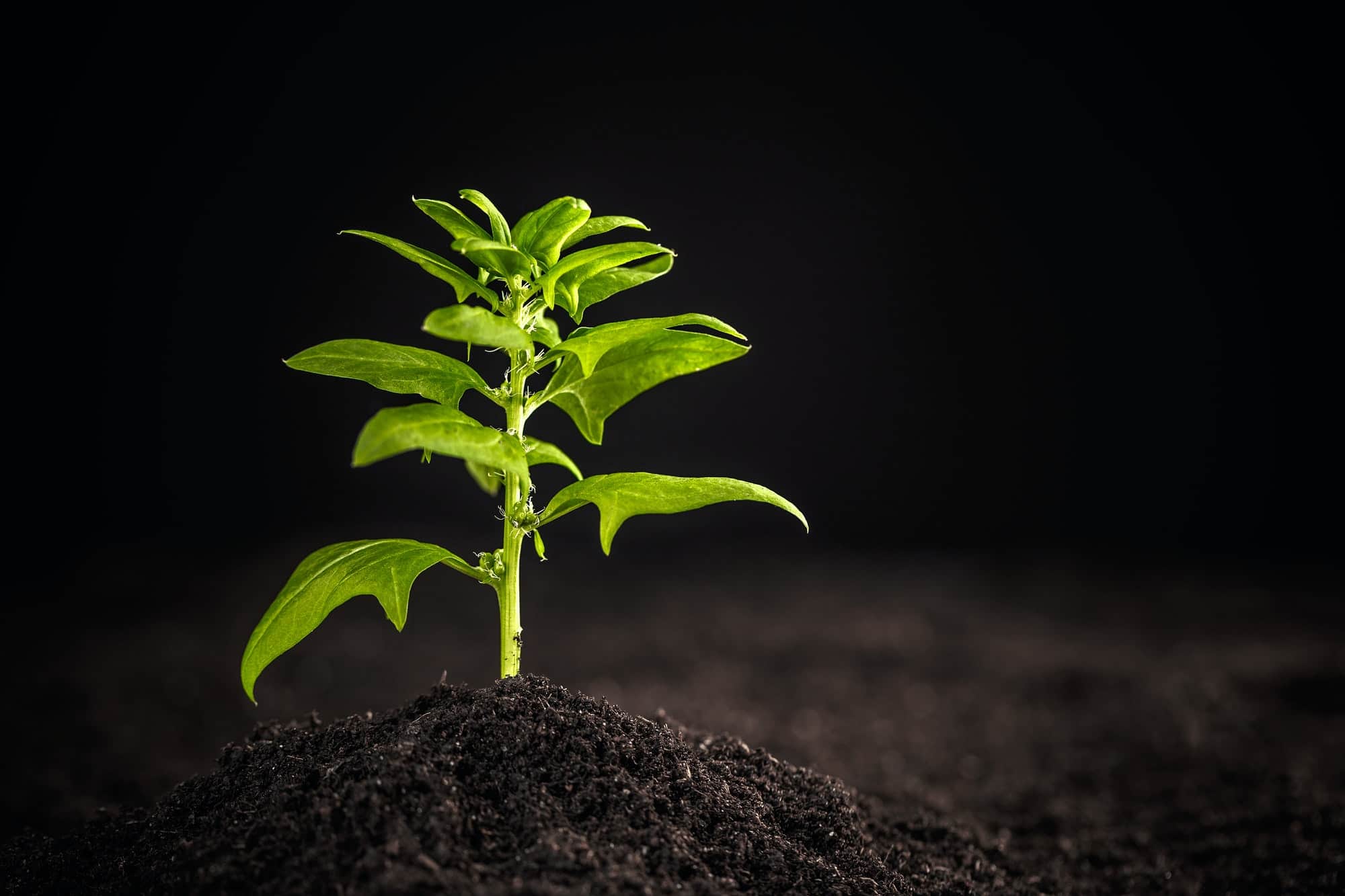 The 14 Easiest Vegetables to Grow in Your Garden