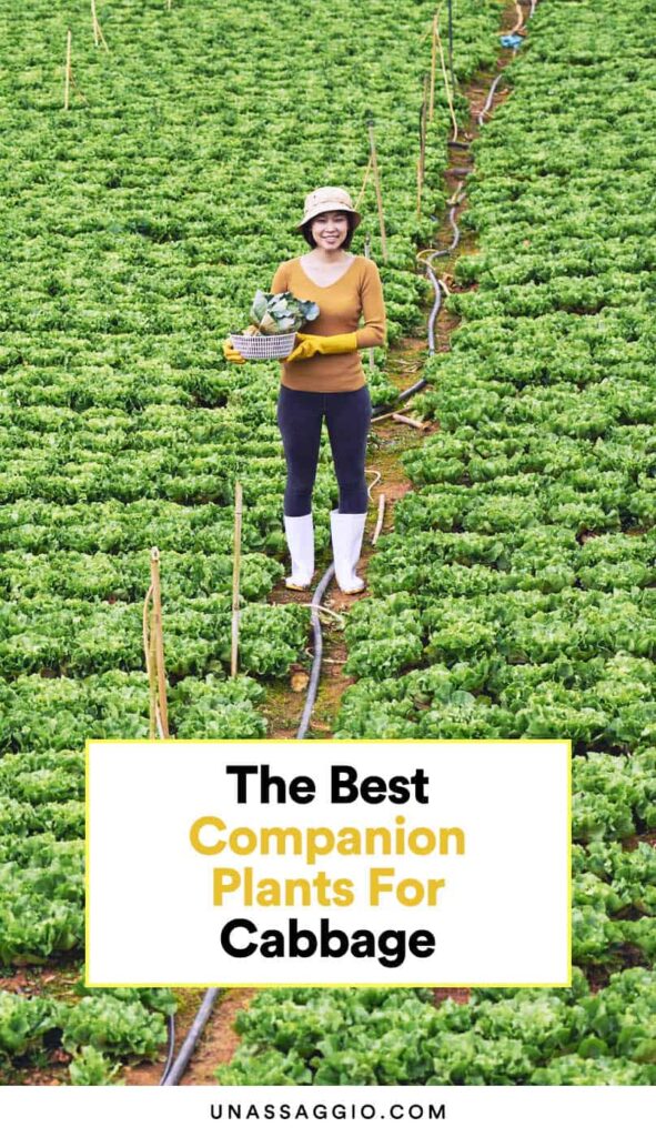 cabbage companion plants 2021