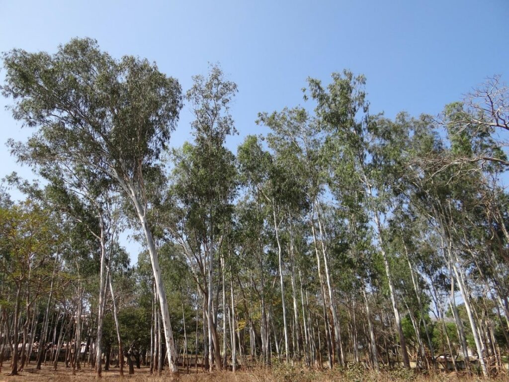 Los eucaliptos son árboles de crecimiento rápido