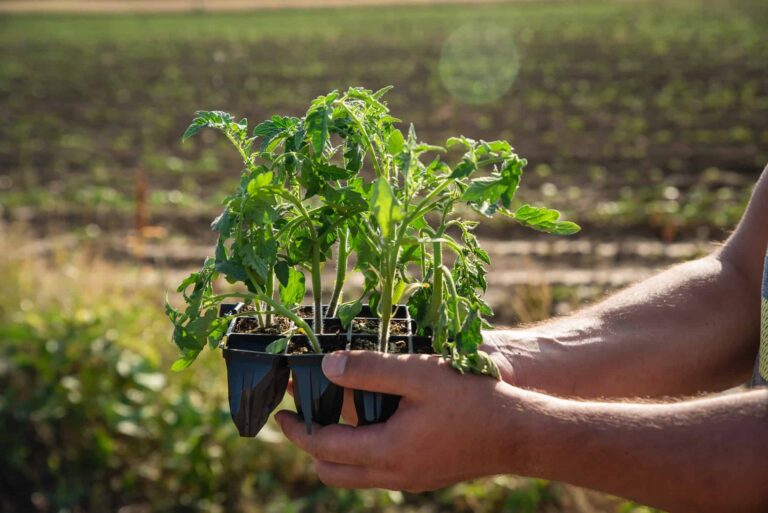 Is morning or afternoon sun better for tomatoes?