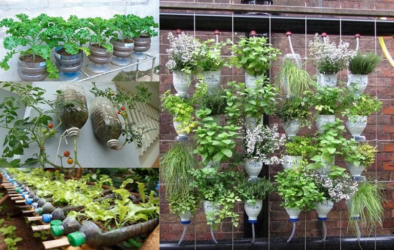 15 vegetables that can be grown in plastic bottles