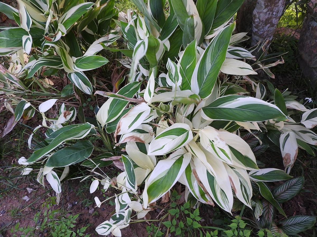 Maranta arundinacea is a perennial plant