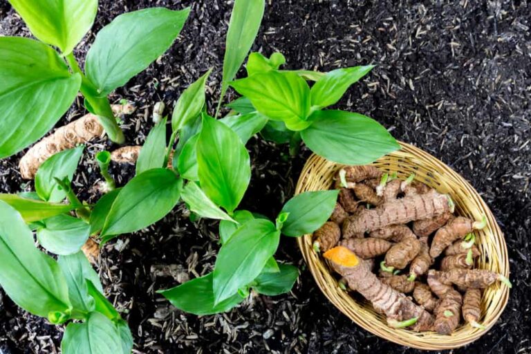 How to grow turmeric in your garden