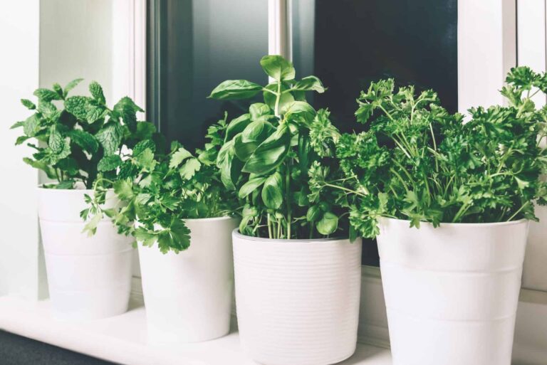 Basil.  Mint, parsley, coriander - 10 best insect repellents for your garden