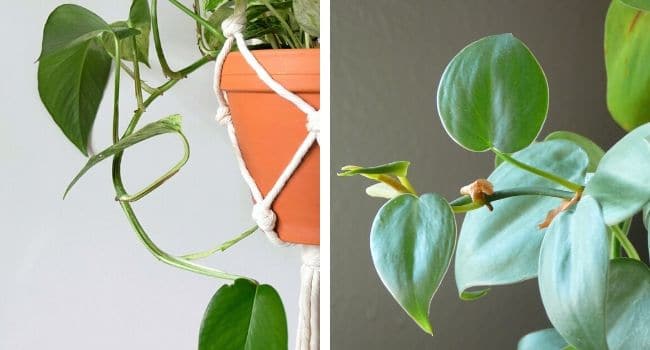pothos vs petiole of philodendron