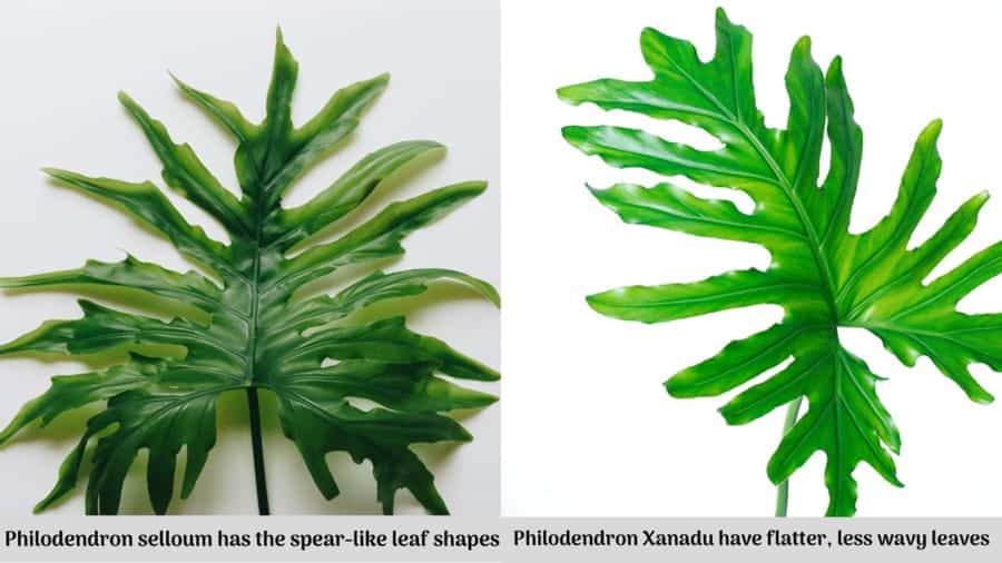 Philodendron Selloum vs.  Xanadu leaves