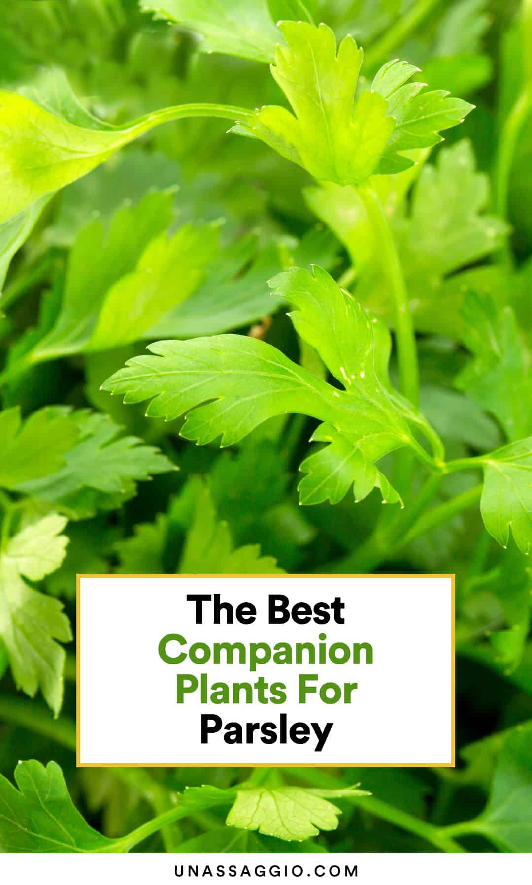 parsley companion plants
