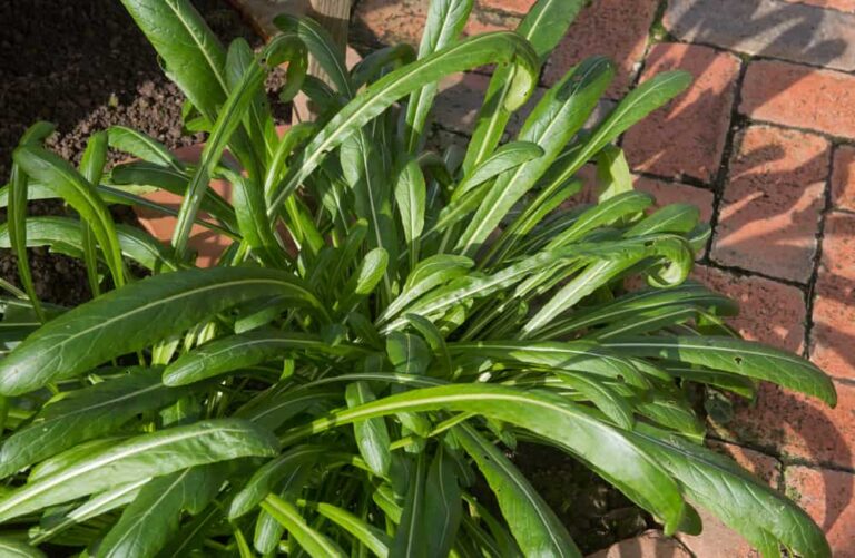 Everything you need to know about planting and caring for Mibuna