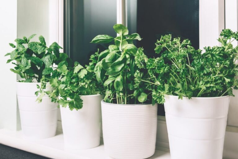 Basil.  Mint, parsley, coriander - 10 best insect repellents for your garden