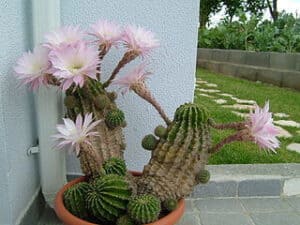 Flowers starting with E Echinopsis