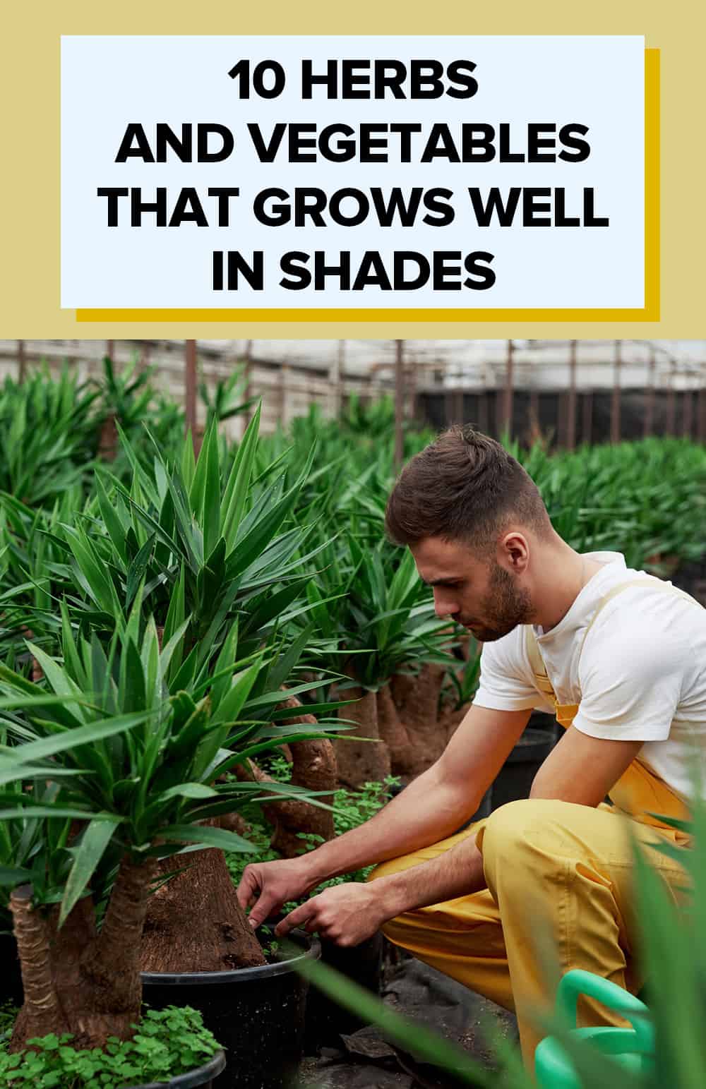 10 herbs and vegetables that grow well in the shade