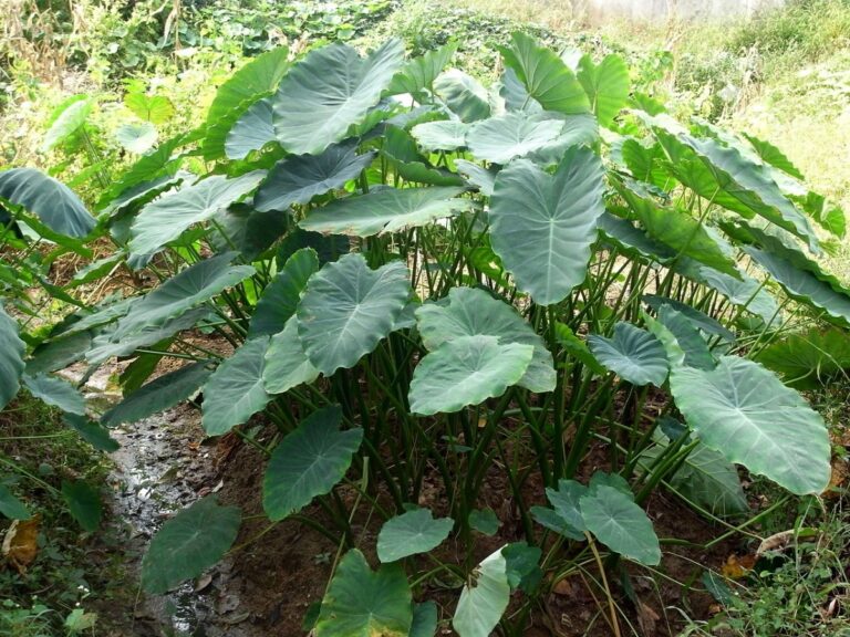 la colocasia esculenta necesita sombra
