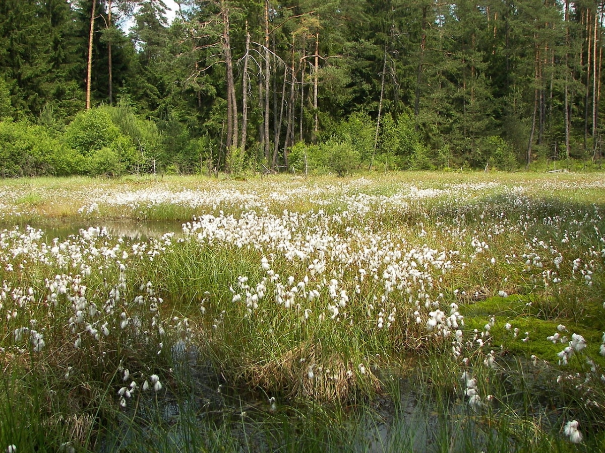 Eriophorum angustifolium is an aquatic plant