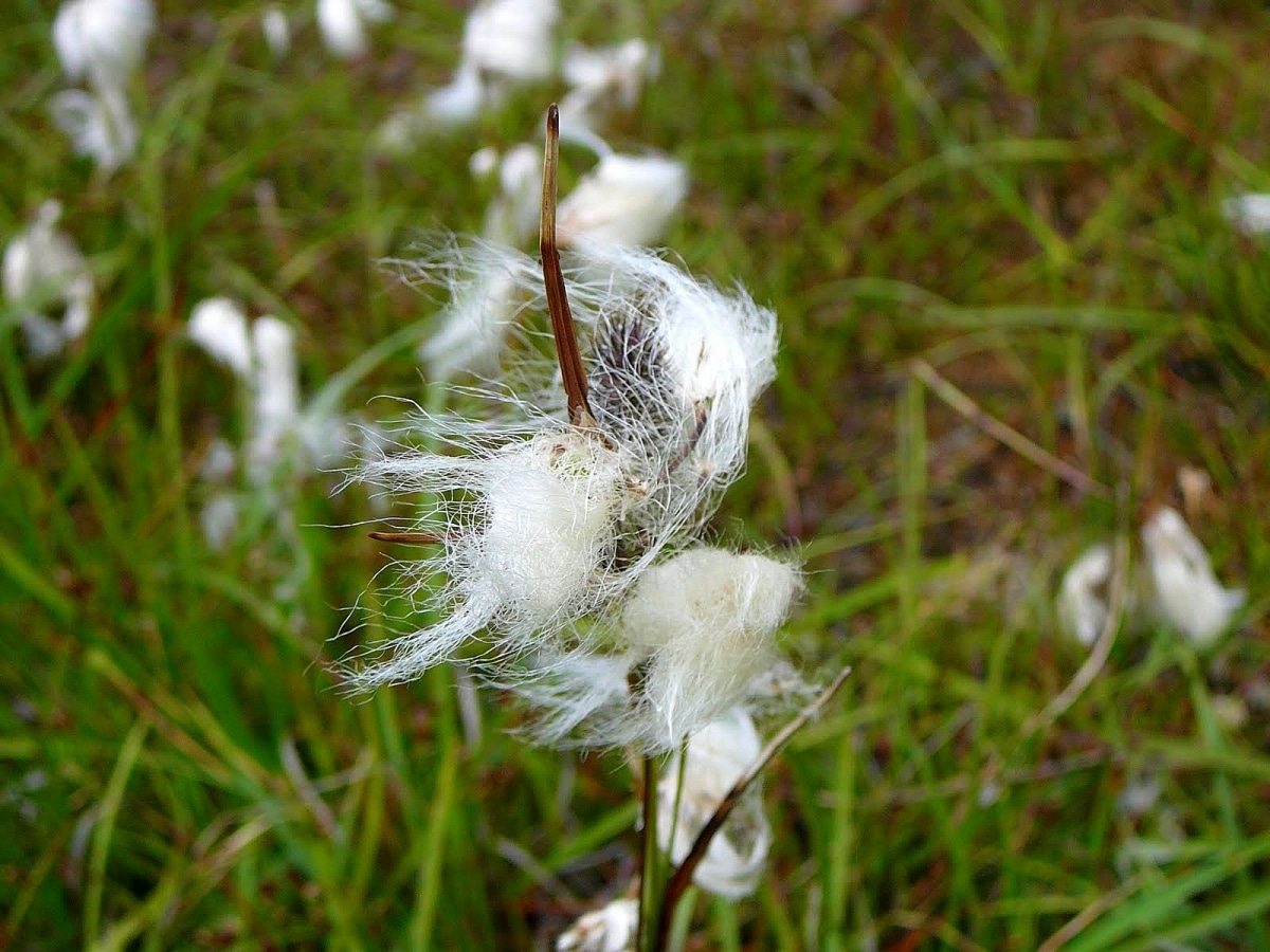 Cottongrass blooms in the spring