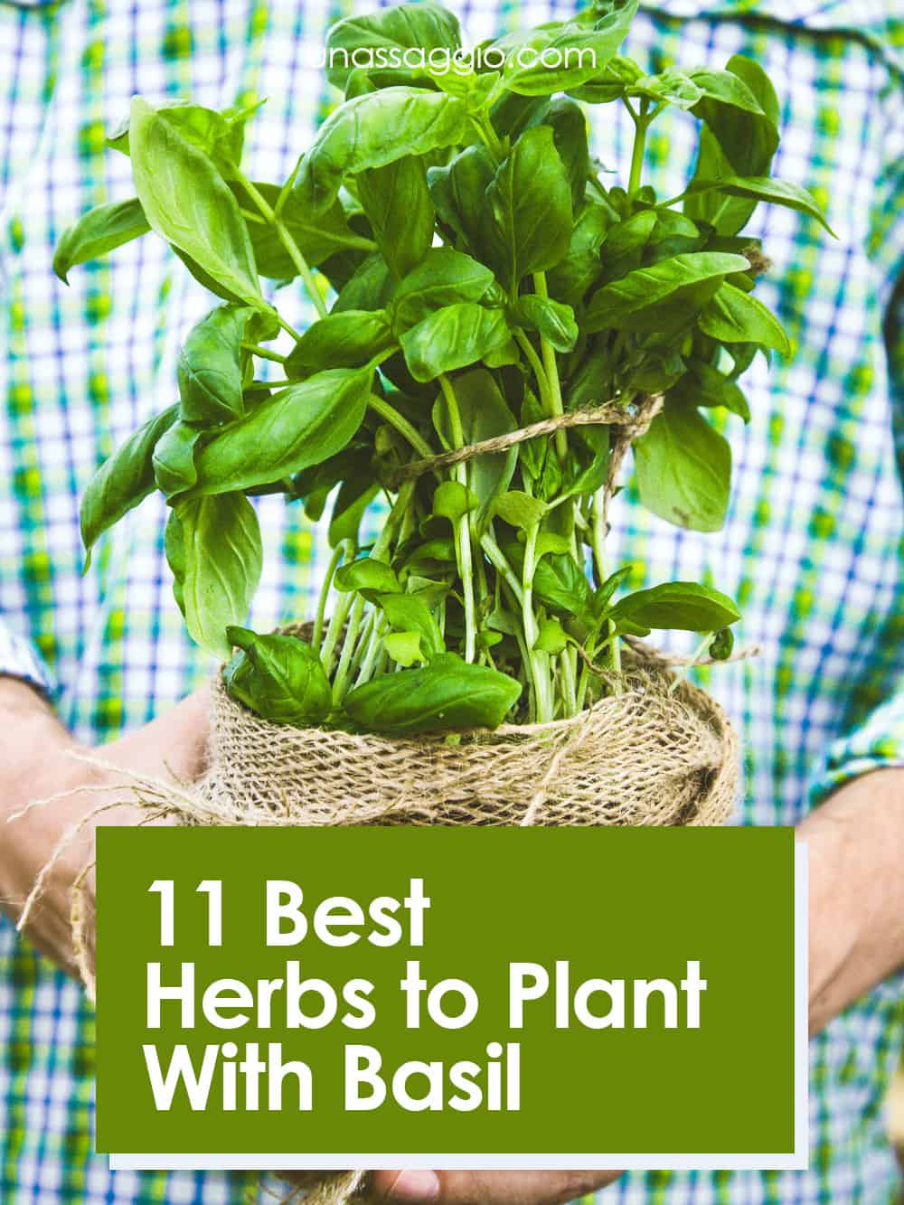 11 Best Herbs to Plant With Basil