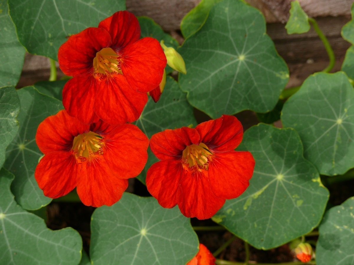The nasturtium grows in a pot