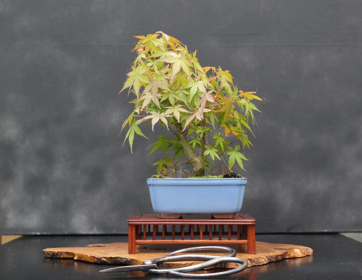 The bonsai Acer palmatum is a plant that must be pruned from time to time