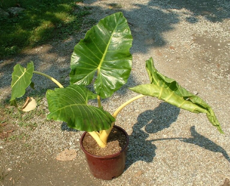 La oreja de elefante es una planta de sombra