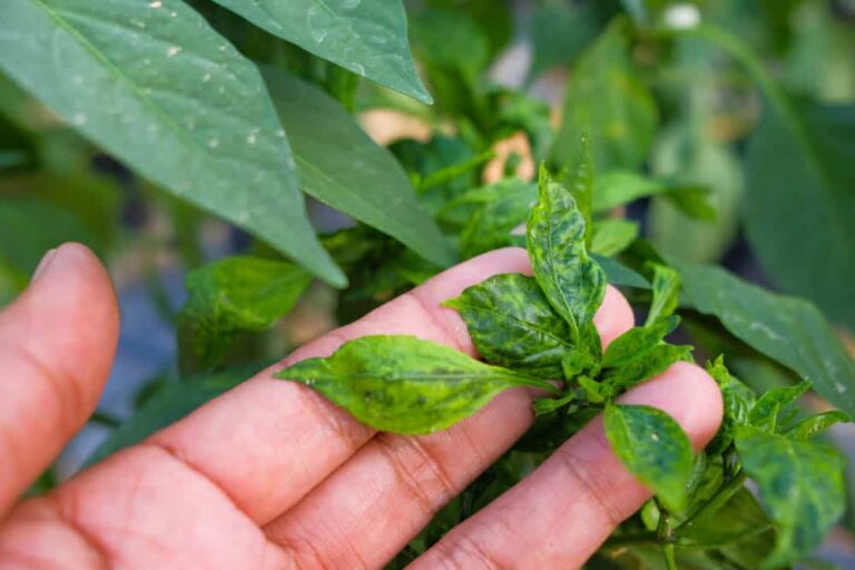 How to deal with cabbage mosaic virus disease
