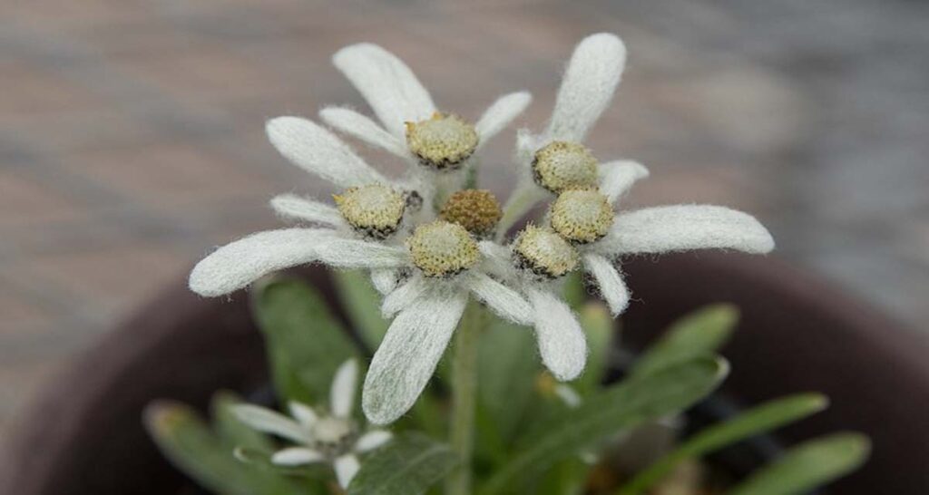 flor de las nieves Leontopodium alpinum