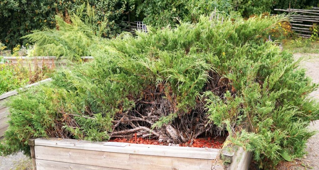 Juniperus sabina o sabina rastrera